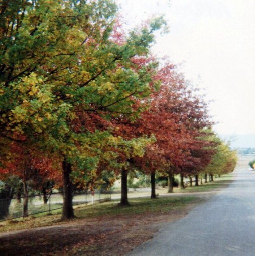 Avenue of Honor, Anzac Ave, Yarra Glen